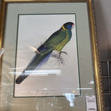 Parakeet Print