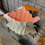Shell Dish