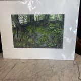 Taking Root Print + Matting