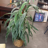 Faux Dracaena Plant