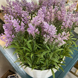 Faux Ptilotus Plantr