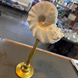 Shell on Gold Stand