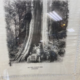 Framed Cloth Big Tree in Stanley Park