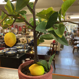 Faux Lemon Tree in Planter
