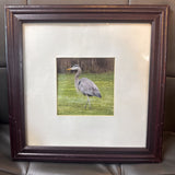 Great Blue Heron Print