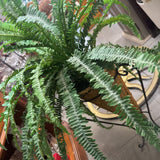 Pier 1 Fern in Stand