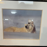 Bruce Lichtenberger Signed Photograph Polar Bears