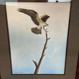 George Shook Hawk Watercolor