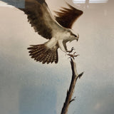 George Shook Hawk Watercolor