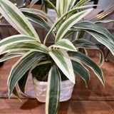 Faux Plant in Planter