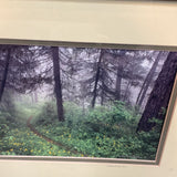 Forest Photography Art- A Path of Your Own