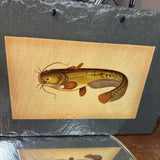 Sheatfish or Grayling Print on Slate Tile