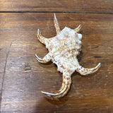 Sea Shell