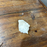 Sea Shell