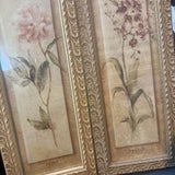 Peony or Orchid Framed Print