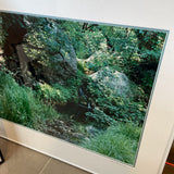 Signed Rainforest Photo