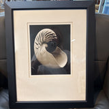 Nautilus Seashell Framed Photo