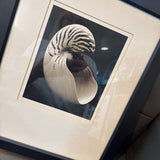 Nautilus Seashell Framed Photo