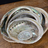 Nesting Marine Mollusks-Set of 7