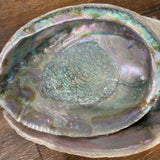 Nesting Marine Mollusks-Set of 7