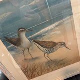 Pair of Sandpipers by the Ocean
