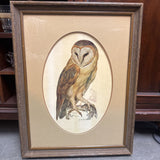 Barn Owl Print B. Roth