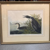Framed J.J. Audubon Print Snipe or Diver/Loon