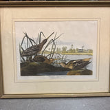 Framed J.J. Audubon Print Snipe or Diver/Loon