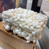 Decorative Shell Covered Box