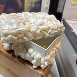 Decorative Shell Covered Box